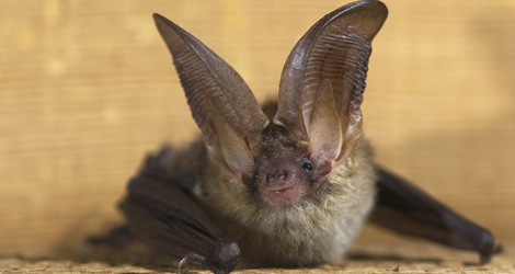 Bat Removal
