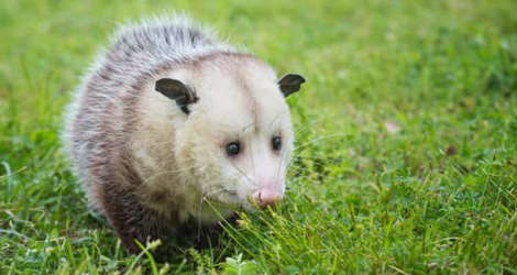 Opossum2